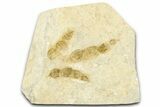 Dinosaur (Grallator) Track - Negative Impression #366857-1
